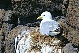 Black-legged Kittiwake